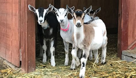 miniature dairy goat.